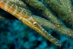 Laying in Wait. Trumpetfish awaits prey on Little Cayman'... by Allan Vandeford 
